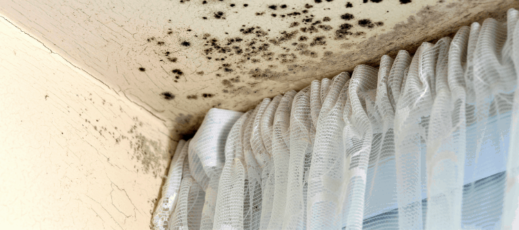 How to Prevent and Remove Damp Mould Growth in the House
