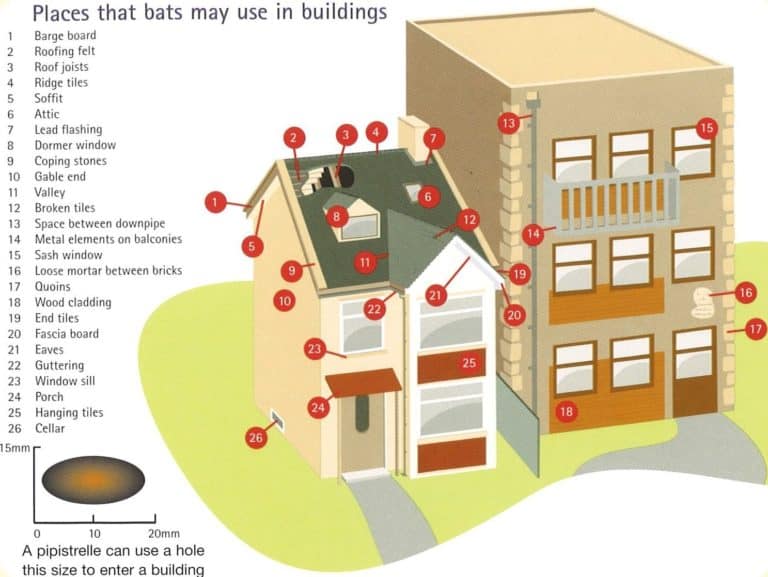 Places where bats can nest in buildings and homes