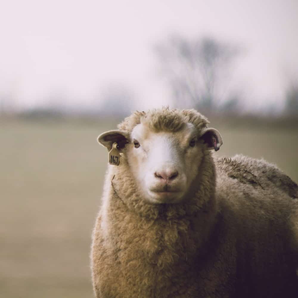 Sheep Wool as sustainable house insulation