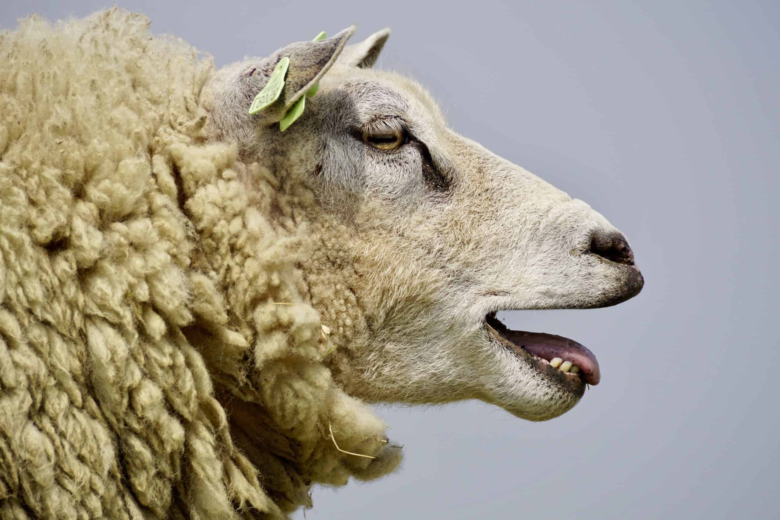 Using Sheep Wool as insulation