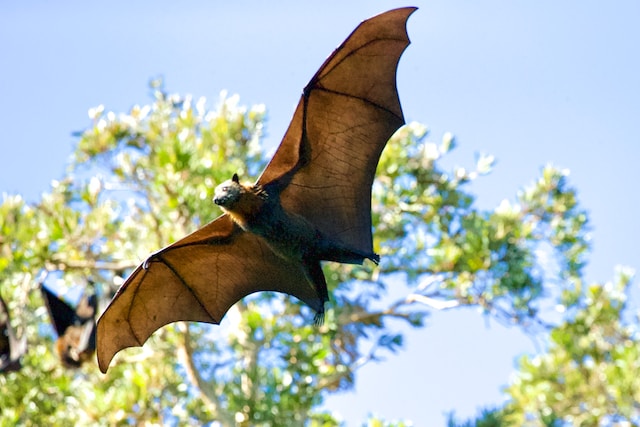 UK Bat Mitigation Guidelines 2023